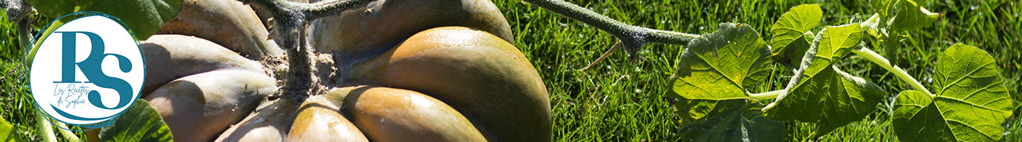 citrouille pour automne